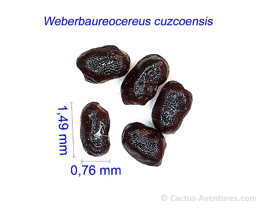 Weberbaureocereus cuzcoensis GC